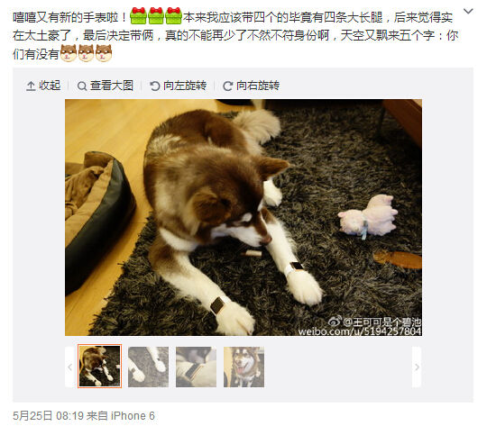 活得不如狗？王思聰愛犬身戴2只蘋果表