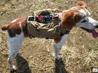 太給力！搜救犬也有智能背心了